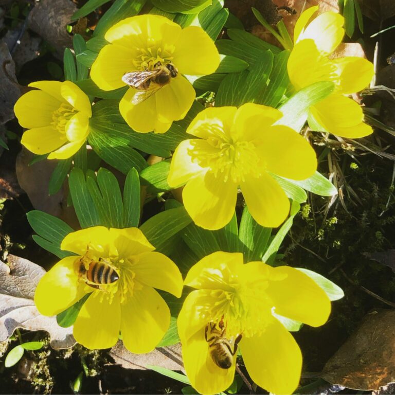 Biodlaren-Anders-insamling-av-pollen-fran-Vintergack
