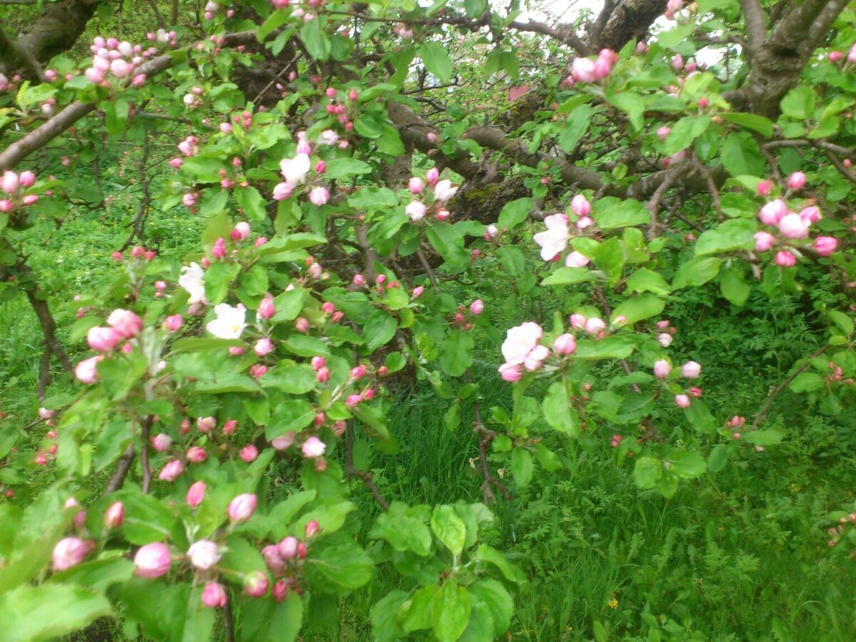 Det gäller att alla medarbetare är beredda när äppelblommorna slår ut