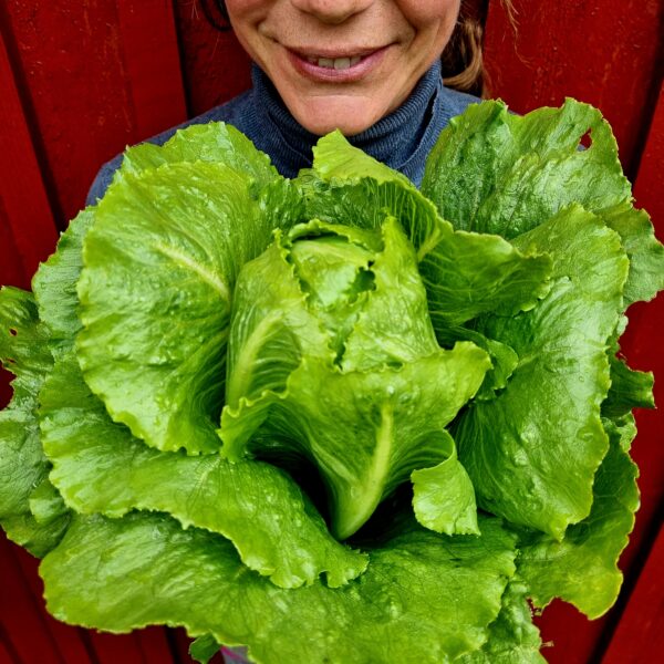 Romansallad