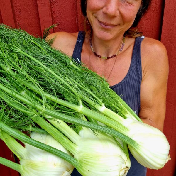 Fänkål med blast