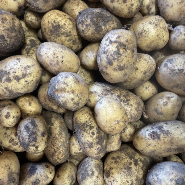 Potatis ”Carolus” (KRAV) 2 kg