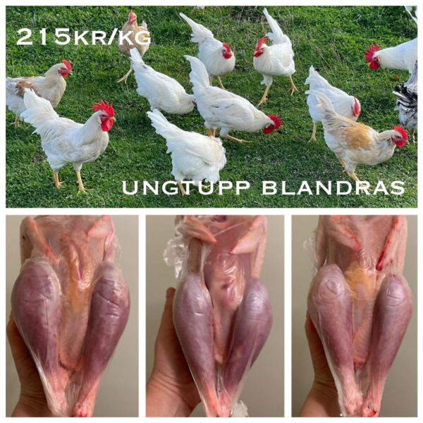 Smeds Gårds Ungtupp Blandras (Färsk)