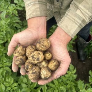 Färskpotatis (solist)  ”KRAV” 2kg