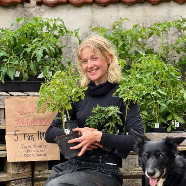 Tomatplantor – 5 för 100 kr