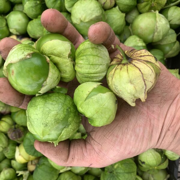 Tomatillo (KRAV) 500g