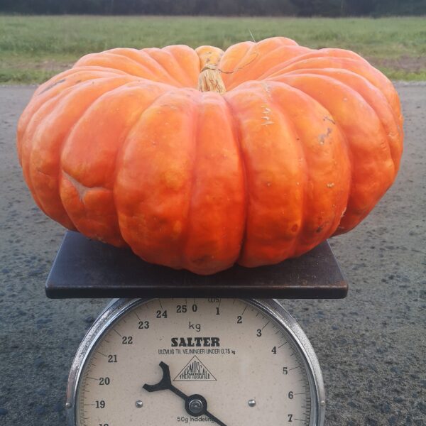 Pumpa – ätbar (L)