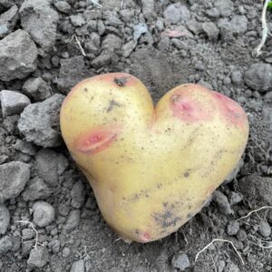 1 kg mjölig potatis (KRAV)