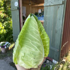 Spetskål (KRAV)