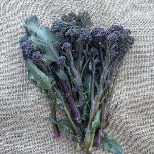 Lila sparrisbroccoli (KRAV)